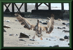 Huanchaco -  Brauner Pelikan (Pelecanus occidentalis)