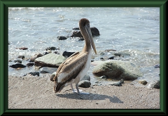 Huanchaco -  Brauner Pelikan (Pelecanus occidentalis)