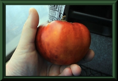 Gelbe Tomate