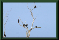 Truthahngeier (Cathartes aura)