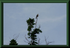 Gelbkopf Karakara (Milvago chimachima)