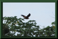 Fischbussard (Busarellus nigricollis)