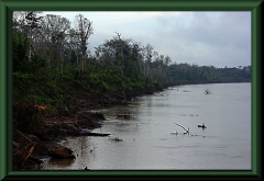 Río Ucayali bei Saquena
