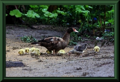 Moschusente (Cairina moschata)