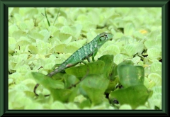 Buntleguan (Polychrus marmoratus)
