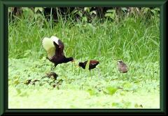 Teichralle (Gallinula chloropus)?
