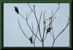 Hoazin (Opisthocomus hoazin)
