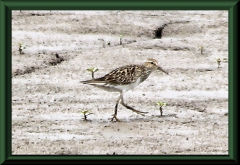 Bairdstrandläufer (Calidris bairdii)