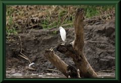 Kuhreiher (Bubulcus ibis)