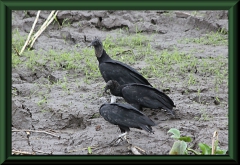 Rabengeier (Coragyps atratus)