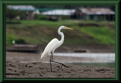 Silberreiher (Ardea alba)