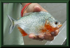 Serralmus maculatus