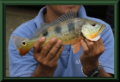 Cichla monoculus