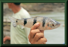 Leporinus pearsoni