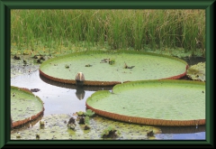 Riesenseerose (Victoria amazonica)