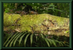 Ameisen, ca. 2 cm lang