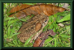 Bufo bufo