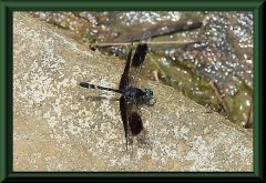 Erythrodiplax attenuata