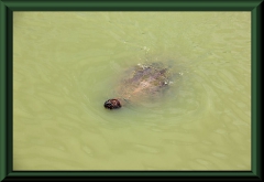 Wasserschildkröte (Podocnemis unifilis)