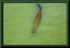 Paiche (Arapaima gigas), die größten Süßwasserfische Südamerikas