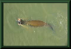 Paiche (Arapaima gigas)