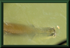 Paiche (Arapaima gigas)