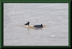 Amazonasdelfin (Inia geoffrensis)