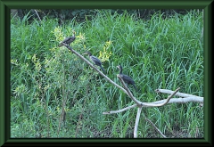 Olivenscharbe (Phalacrocorax brasilianus)