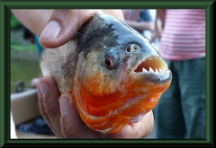 Natters Piranha (Pygocentrus nattereri)