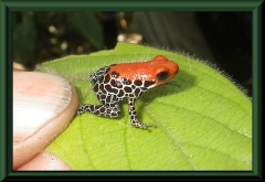 Ranitomeya reticulata