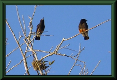 Schwalbenfaulvogel (Chelidoptera tenebrosa)