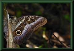 Caligo idomeneus