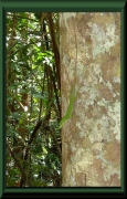 Anolis sp.