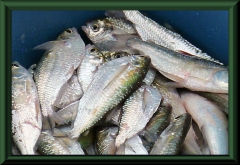Triportheus angulatus