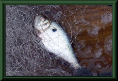 Cynopotamus amazonus