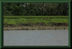 Angler am Amazonas