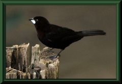 Silberschnabeltangar (Ramphocelus carbo)
