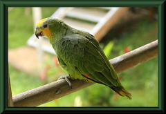 Amazona amazonica