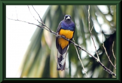 Weißschwanztrogon (Trogon viridis)