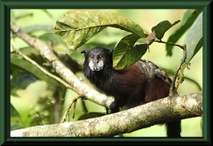 Braunrückentamarin (Saguinus fuscicollis)