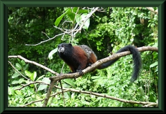 Braunrückentamarin (Saguinus fuscicollis)