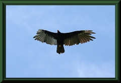 Truthahngeier (Cathartes aura)