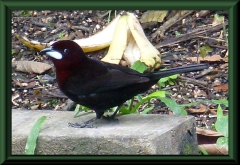 Silberschnabeltangar (Ramphocelus carbo)