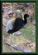 Psophia crepitans napensis