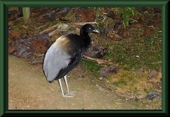 Grauflügel-Trompetervogel (Psophia crepitans napensis)