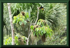 Gelbrücken-Stirnvogel (Cacicus cela)