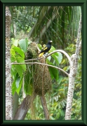 Gelbrücken-Stirnvogel (Cacicus cela)