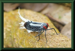 Pterodictya reticulata
