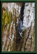 Pterodictya reticulata