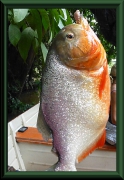 Natters Piranha (Pygocentrus nattereri)